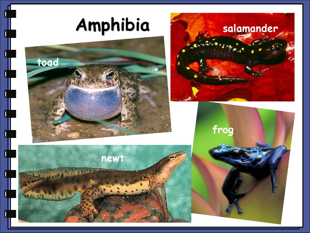 Introduction to animals - ppt download